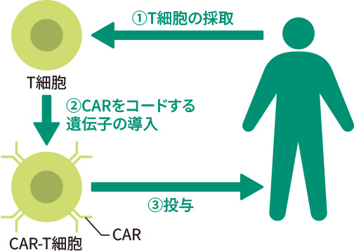 ①T細胞の採取　②CARをコードする遺伝子の導入　③投与